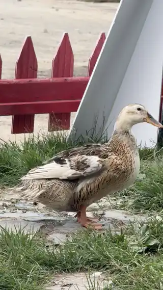 One of the PILOT ducks on the terrace