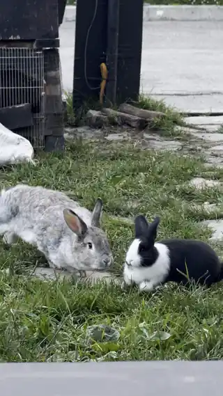Two PILOT rabbits on the terrace